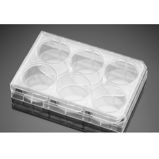 Poly-D-Lysine/Laminin 24 Well Clear Flat Bottom TC-Treated Multiwell Plate, with Lid, Nonsterile, 5/Case