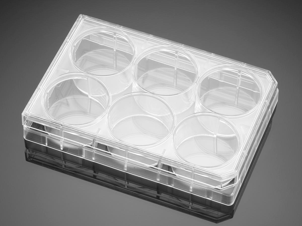 Corning® BioCoat„¢ Poly-D-Lysine/Laminin 6 Well Clear Flat Bottom TC-Treated Multiwell Plate, with Lid, NS, 5/Pk, 50/Cs