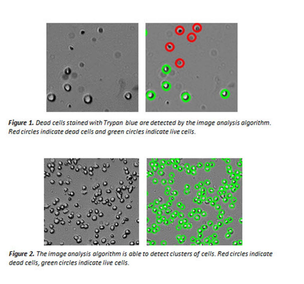 Counting Chamber for Organoid and Spheroid measurements, non-gridded, Corning